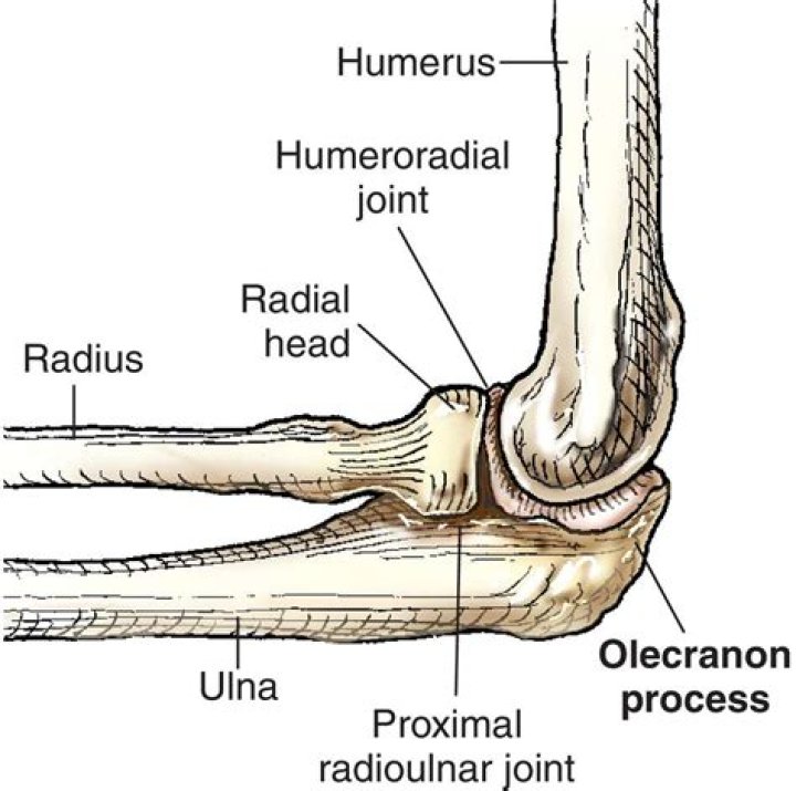 where is the olecranon process located