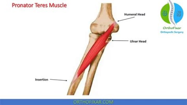 Where is the pronator teres muscle located