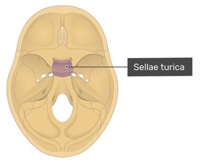 where is the sella turcica located