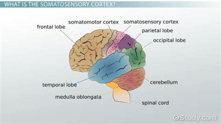 where is the somatosensory cortex located