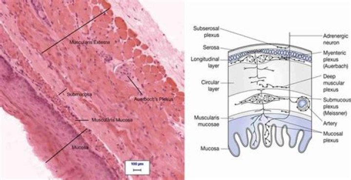 Where is the submucosal plexus