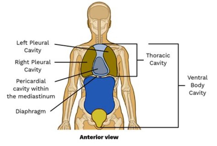 Where is the thoracic cavity found