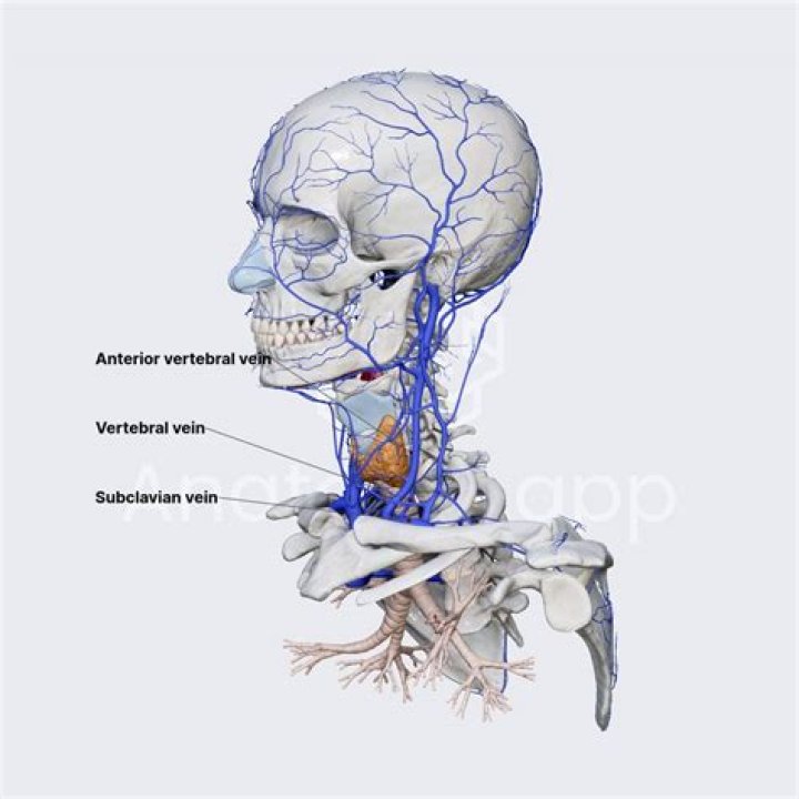 Where is the vertebral vein
