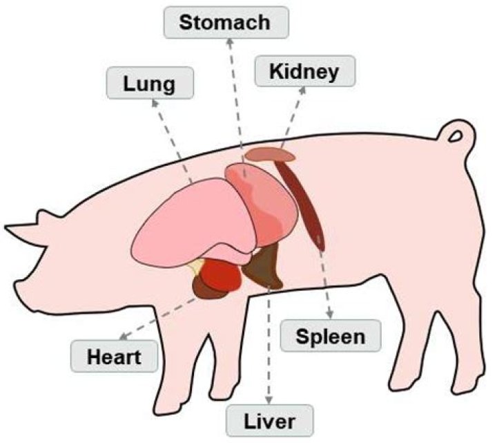 Where is urine made in a pig