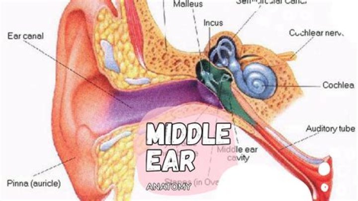 Where is your middle ear