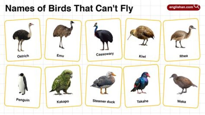 Which bird can fly for 4 years