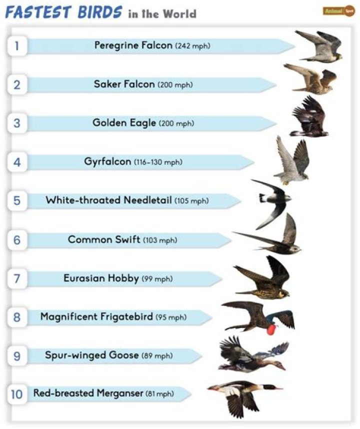 which bird has the fastest wing beat