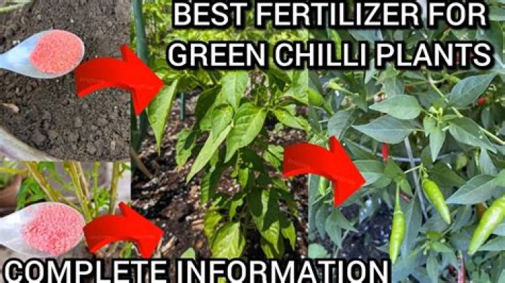 Which fertilizer is best for chilli plants
