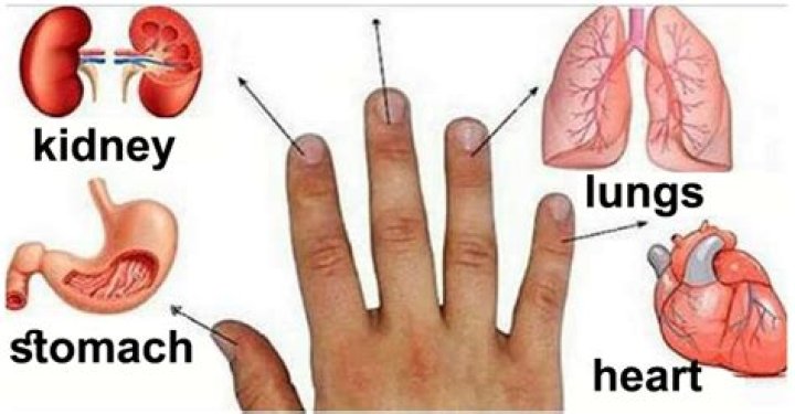 which finger is connected to the heart