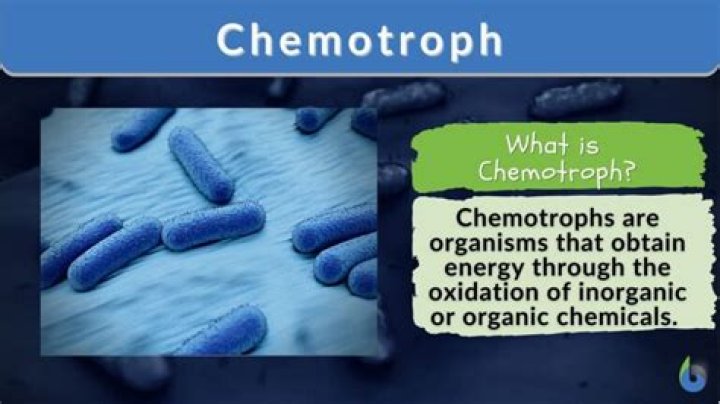 Which is an example of a Chemotroph?