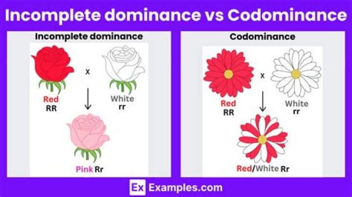 which is an example of codominance apex