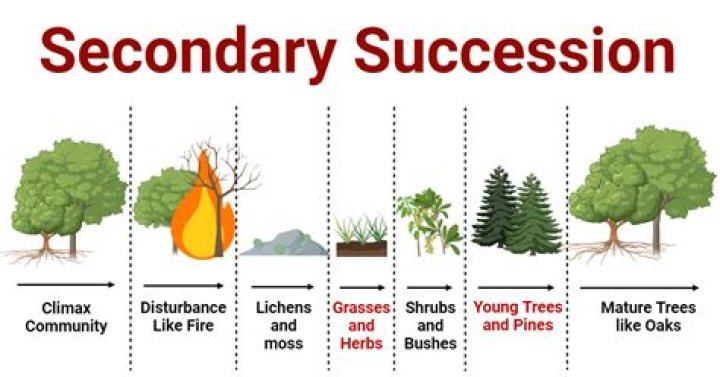 which is an example of secondary succession