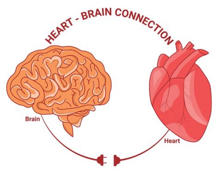 Which is important heart or brain?