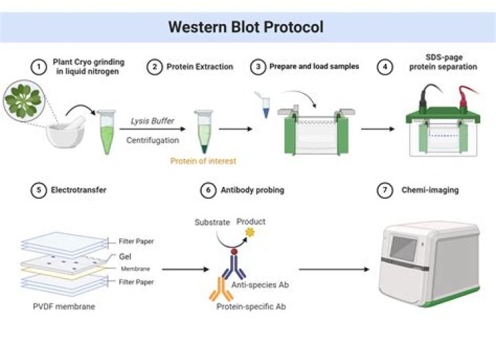 Which is more sensitive Western blot or Elisa