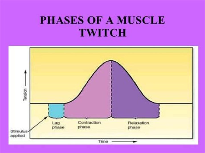 which is the longest phase of a twitch?