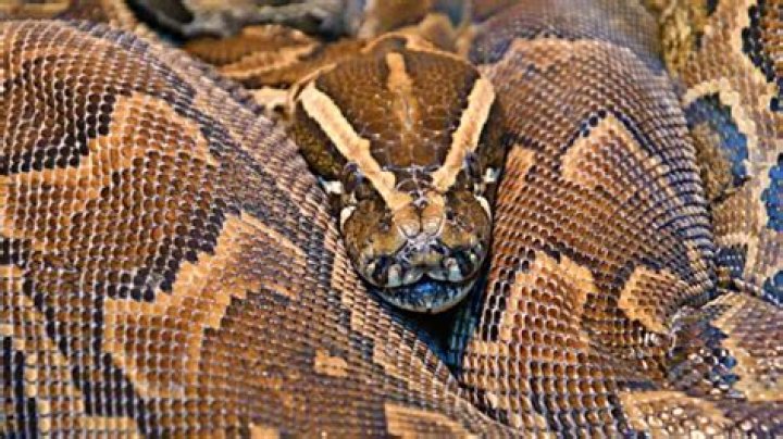 Which is the powerful snake