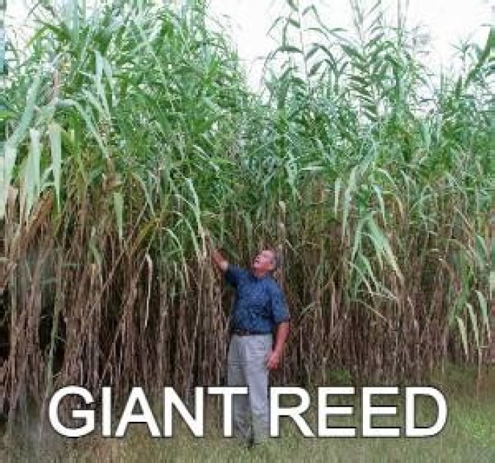 which is the tallest grass