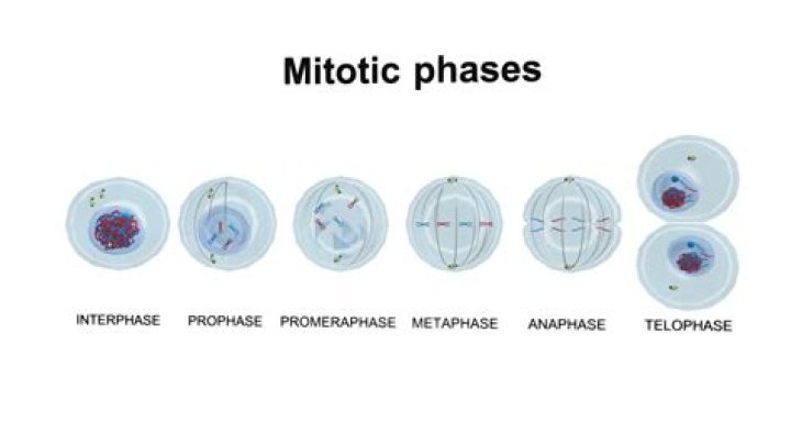 Which phase of mitosis is the last phase that chromatids are together