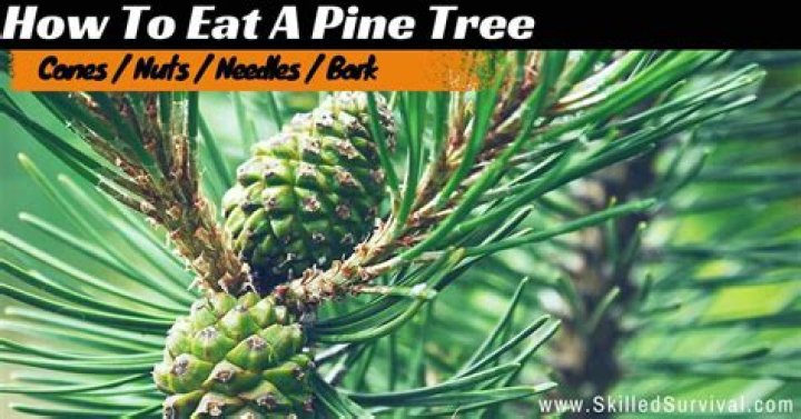 Which pine trees have edible nuts