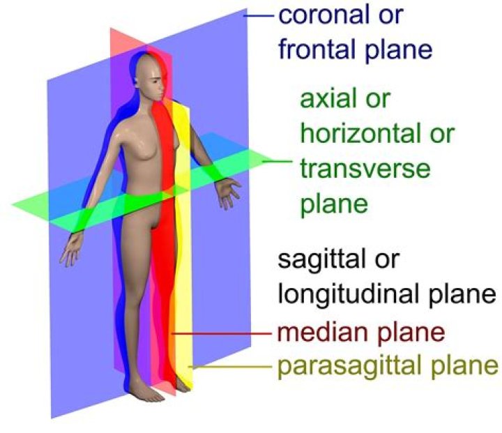 Which plane of section divides the body into superior and inferior parts