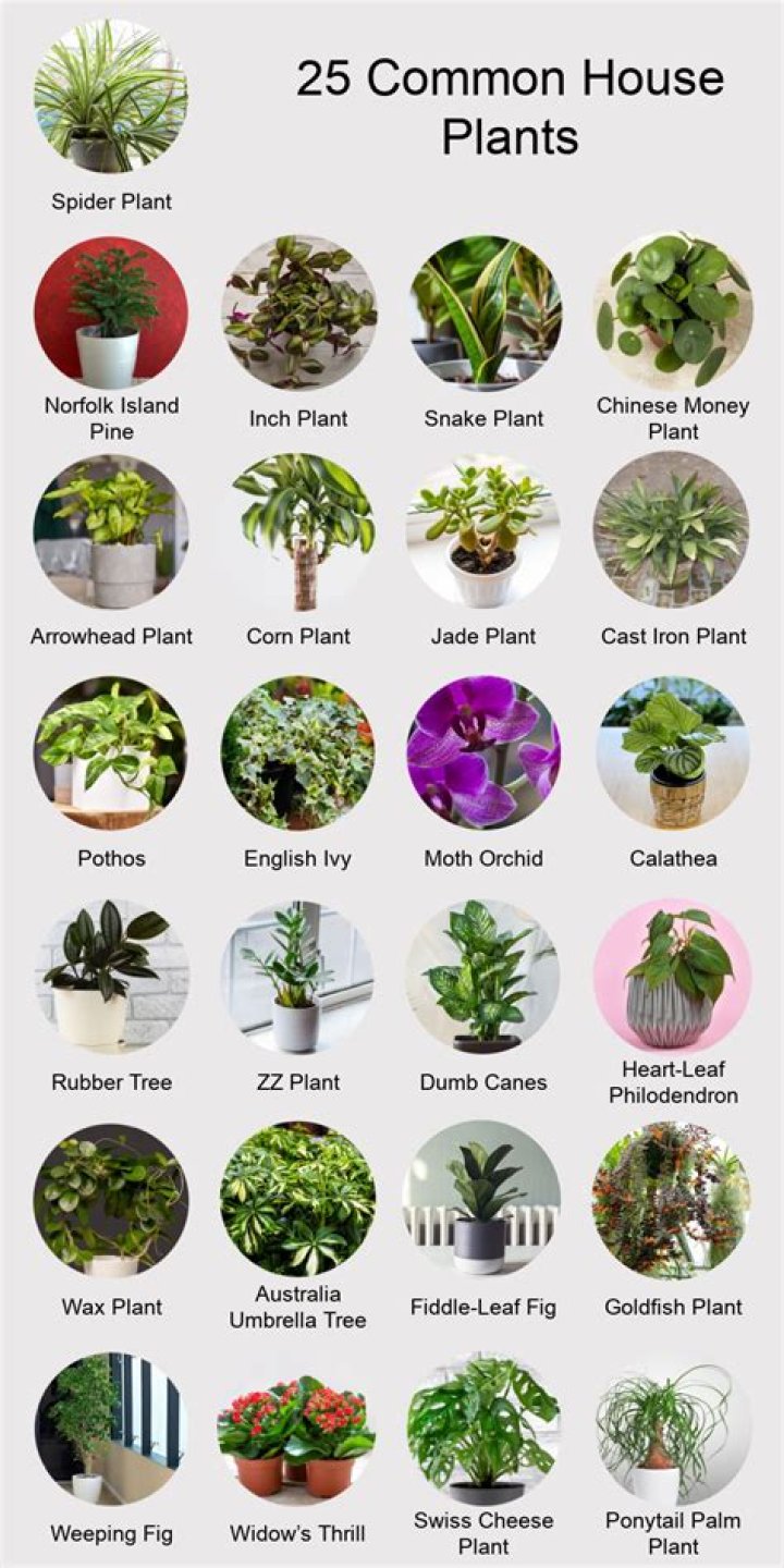 Which plant should not be in house