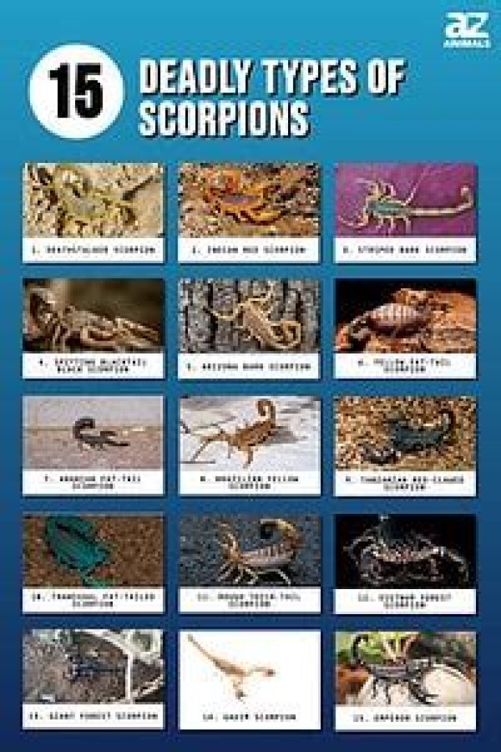 Which scorpions can kill you