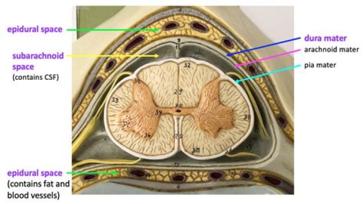 Which space associated with the spinal cord meninges contains cerebrospinal fluid