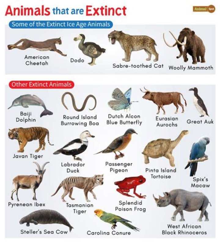Which type of species is most likely to go extinct