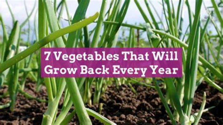 Which vegetables grow back every year?