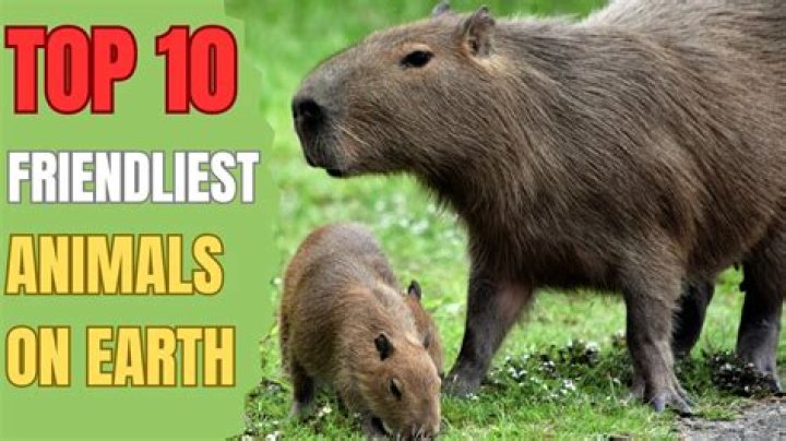 Which wild animals are the friendliest to humans?