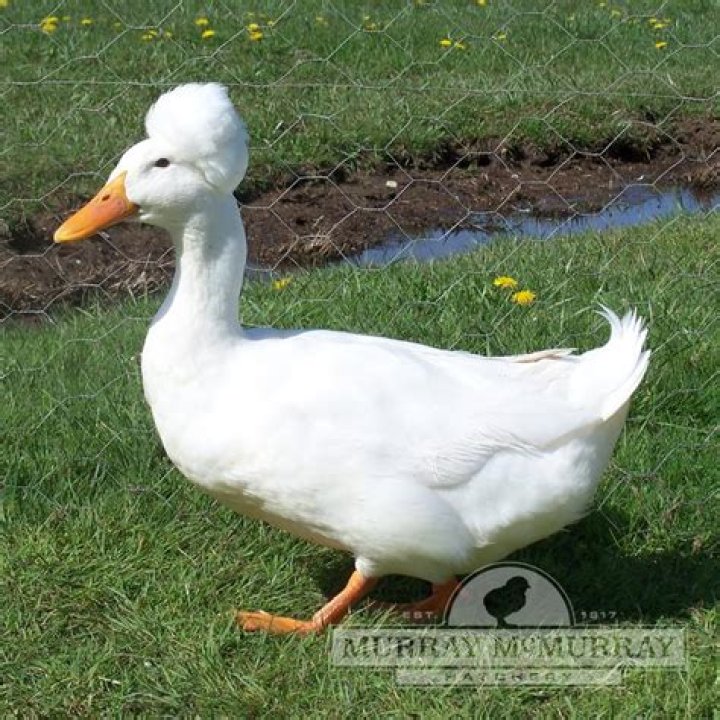white crested ducks