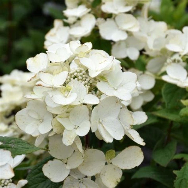 white diamond hydrangea