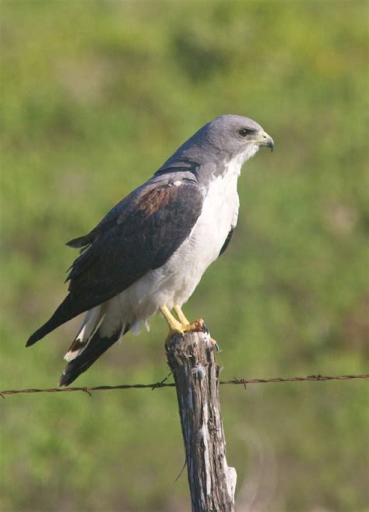 white tailed hawk