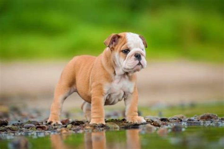 Who are the best English Bulldog breeders?