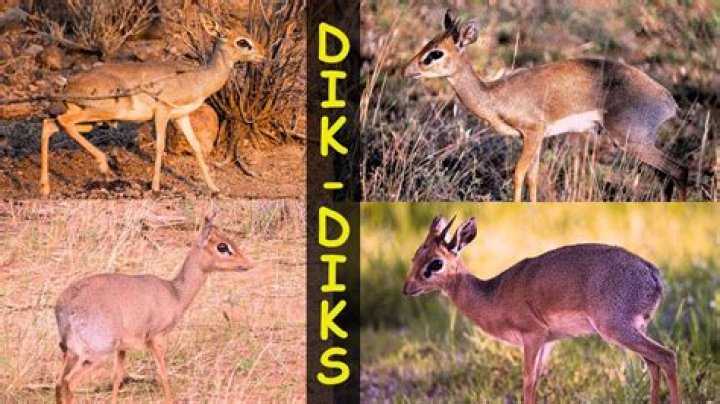 Who is klipspringer and what does he do in Chapter 5?