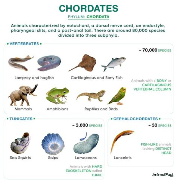 Why are birds in the phylum Chordata?