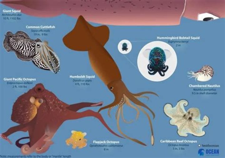 Why are cephalopods generally considered the most advanced invertebrates?