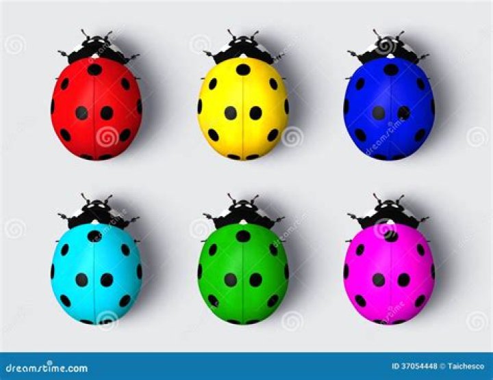 Why are ladybugs different Colours