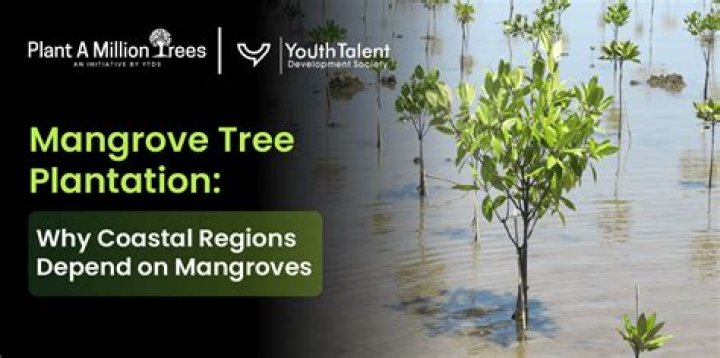 Why are mangrove trees being removed