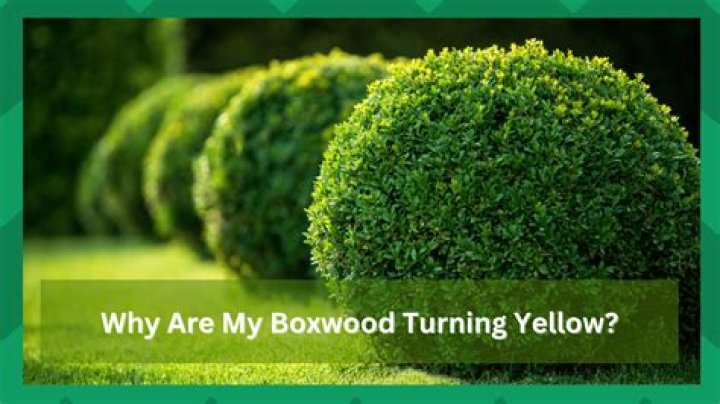 Why are my boxwoods yellow