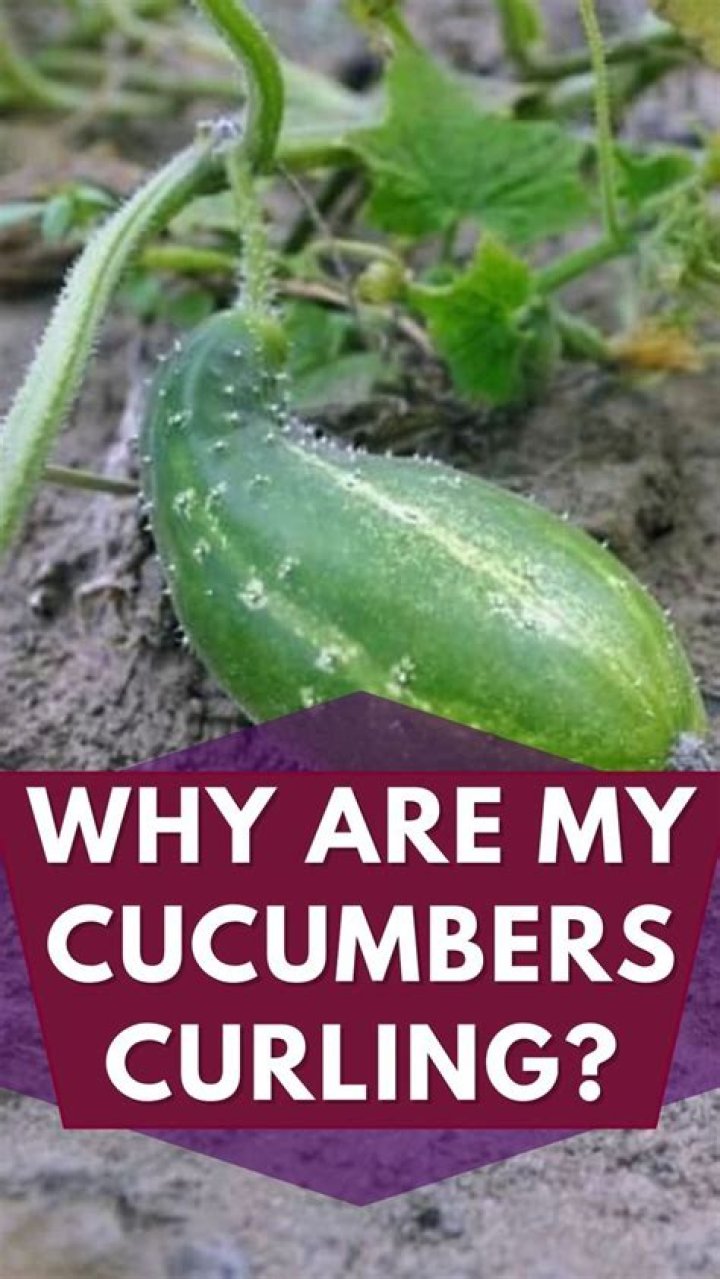 why are my cucumbers curling