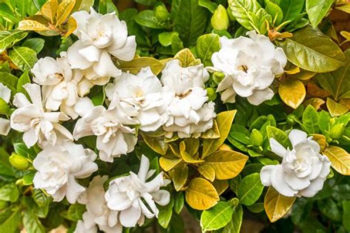 Why are my gardenias leaves turning yellow