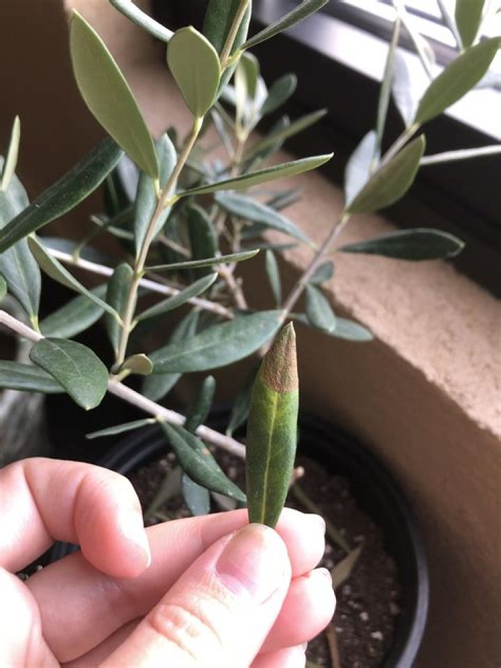 Why are my olive tree leaves turning brown