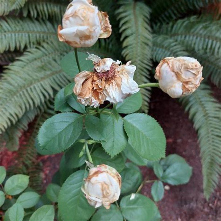 Why are my roses burnt?