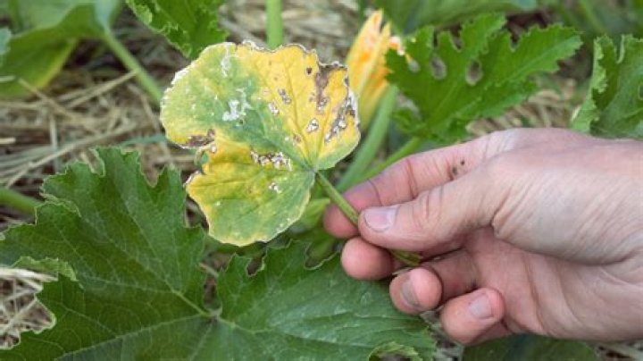 why are my zucchini leaves turning yellow