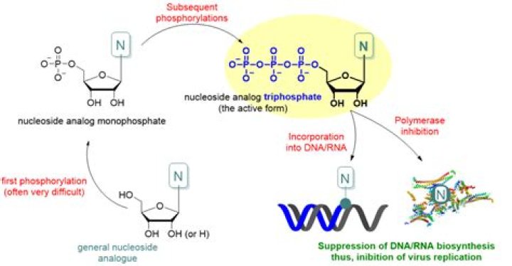 Why are nucleotide triphosphates used in DNA synthesis?