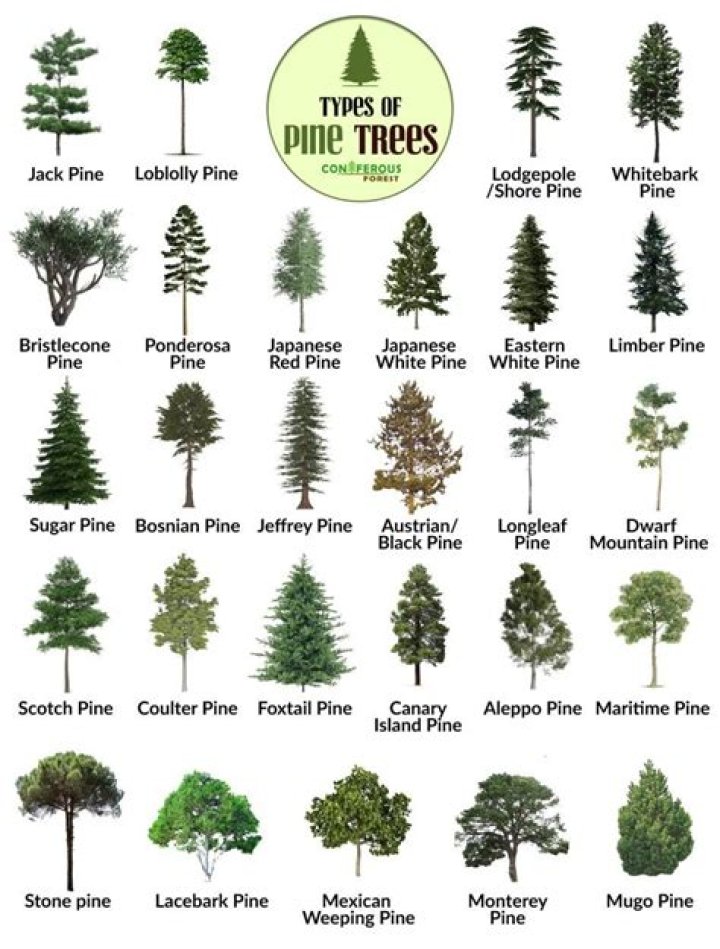 Why are pine trees called pine trees