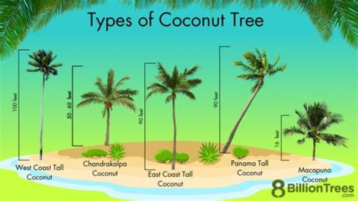 why coconut trees need salt