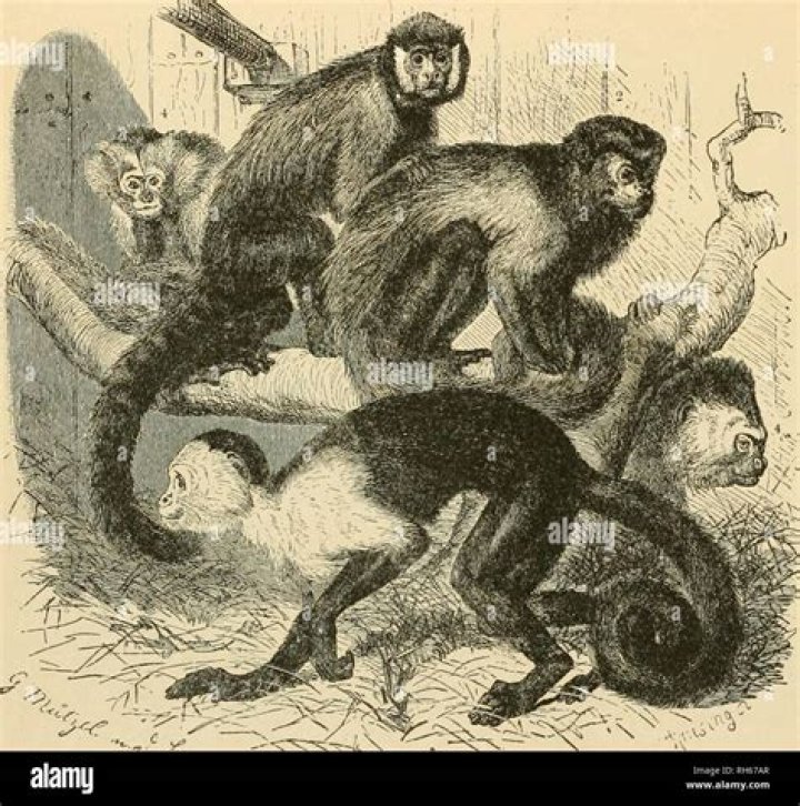 Why did organ grinders have monkeys?