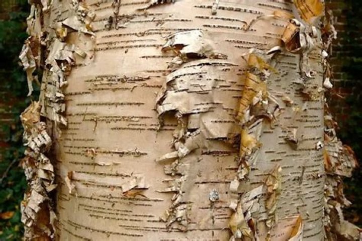 why do birch trees have black streaks on their trunk